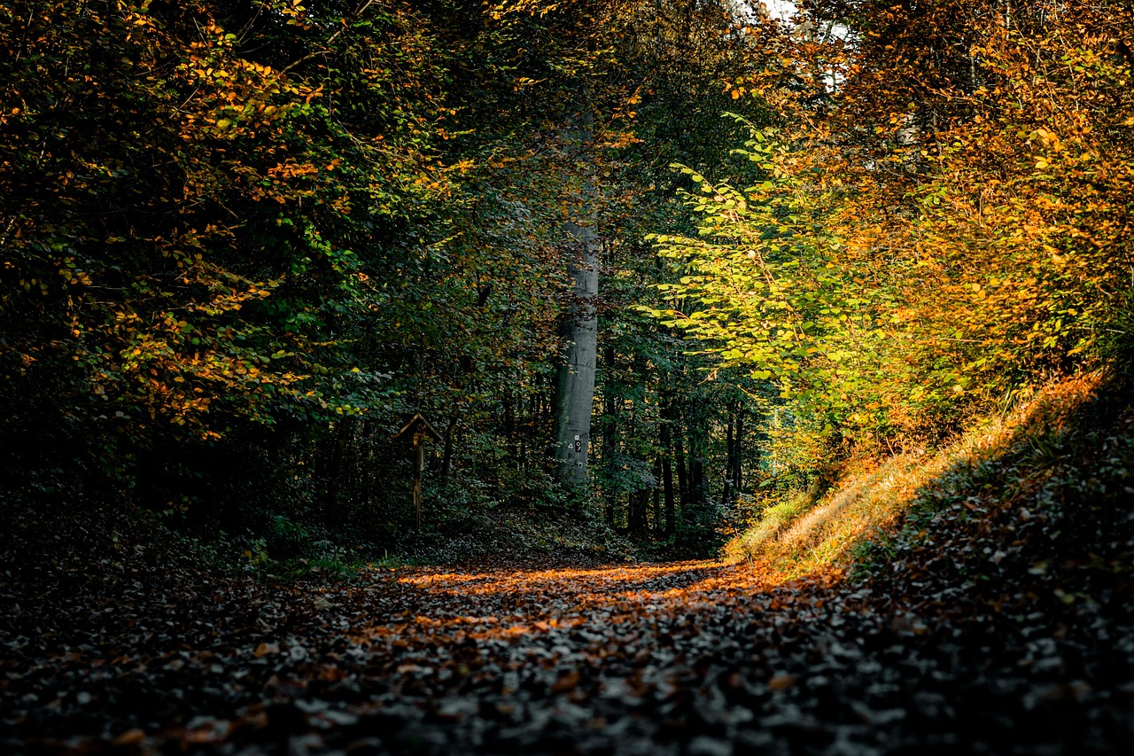 [self-hypnosis] my new life begins today