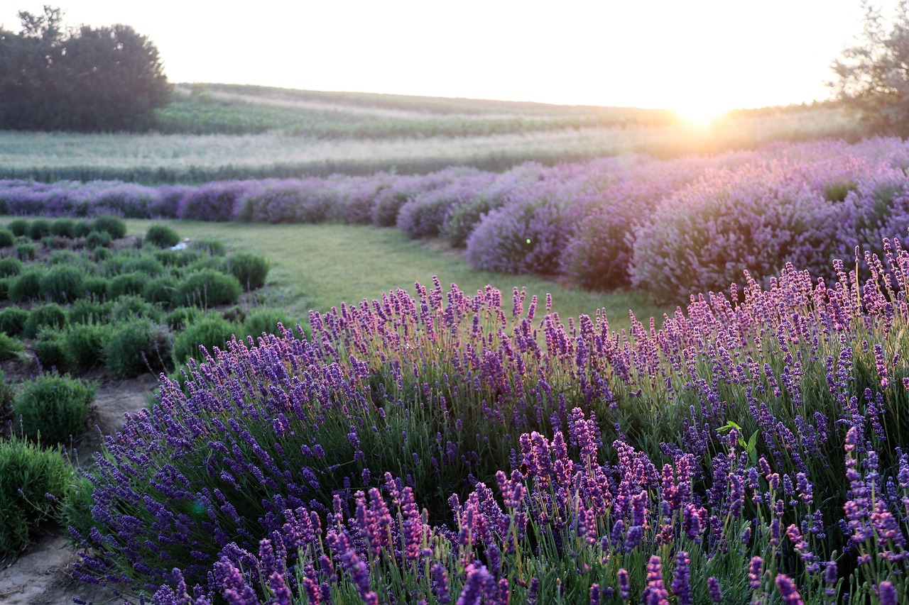 using affirmations to discover the joys in your life
