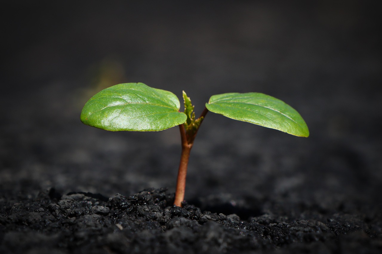 karma can be a real pain: past lives and the mind-body connection
