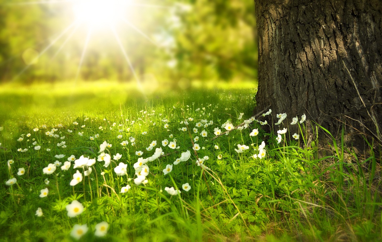 healing trauma & ptsd with advanced clinical hypnotherapy: harnessing the power of mind-body connection