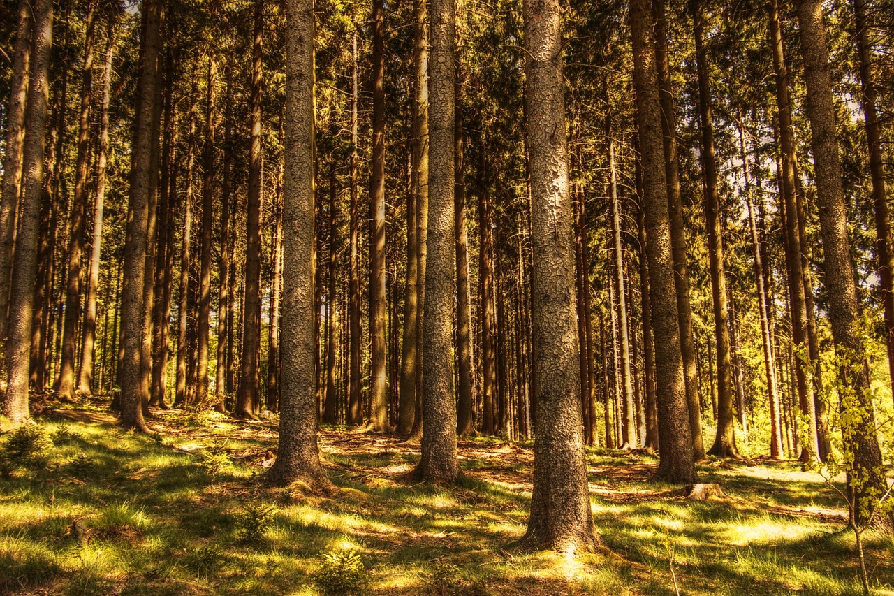 unraveling the tapestry of time: an introduction to past life regression